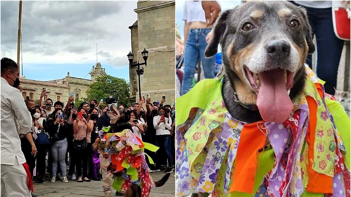 VIDEO | Adorable perrito baila en la Guelaguetza y se vuelve viral