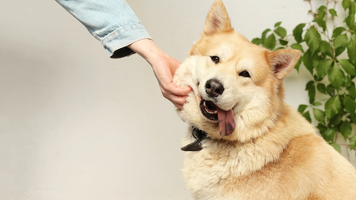 perro mirando hacia la cámara con la lengua afuera, mientras la mano de un humano le hace cariño.