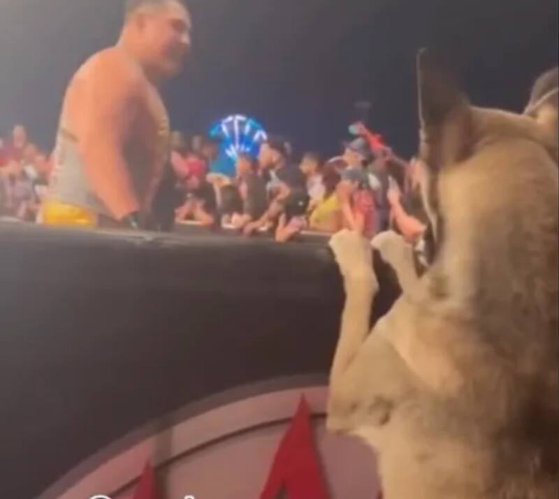 El animalito se comportó como un aficionado más.