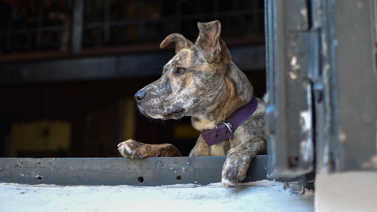 VIDEO | Detienen a hombre que engordaba perros para venderlos a taquerías