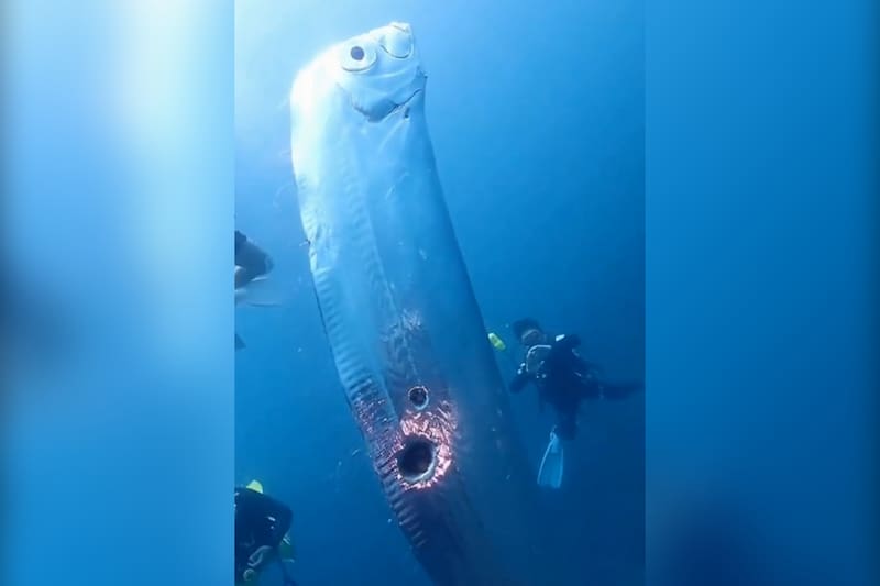 Pez Remo avistado en Taiwán.