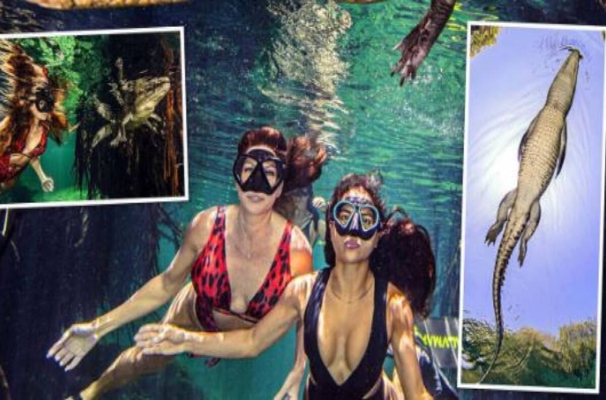 Video: Pareja nada rodeada de cocodrilos en un cenote mexicano