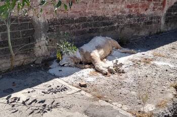En las calles de Iztapalapa encontraron abandonado el cuerpo de un león