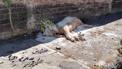 En las calles de Iztapalapa encontraron abandonado el cuerpo de un león