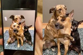 VIDEO | Perritos que saben posar mejor que nadie en las fotos se vuelven virales