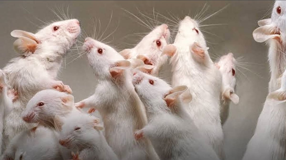 Científicos logran que ratas macho den a luz a crías sanas