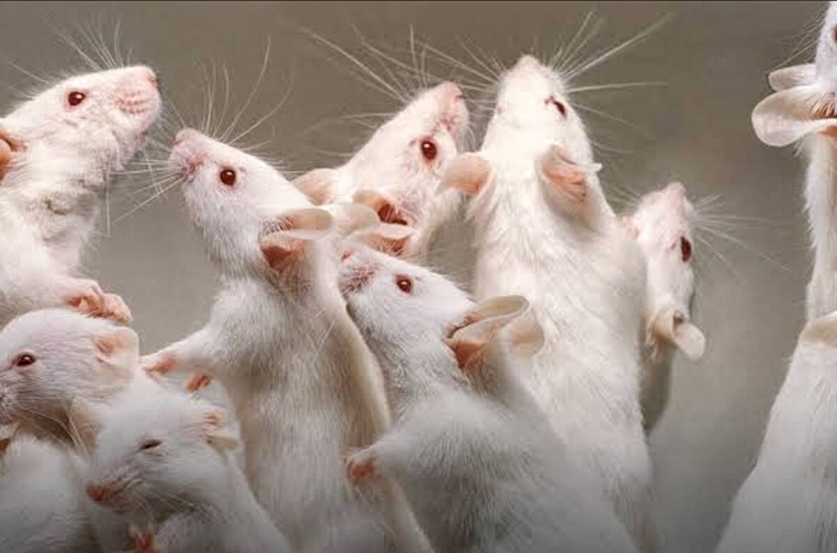 Científicos logran que ratas macho den a luz a crías sanas