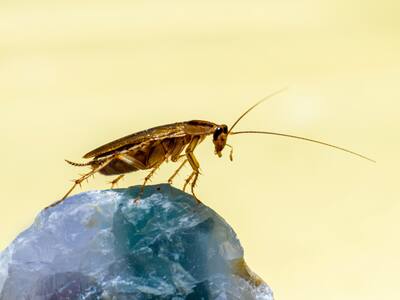 Ahuyenta a las cucarachas con este limpiador de pisos