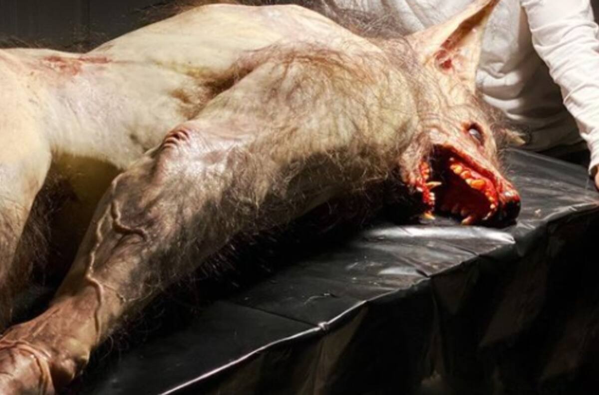 Hombre lobo aterra en Nigeria y lo asesinan a tiros