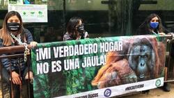 Activistas se encadenaron a una jaula de un orangután y exigieron su liberación
