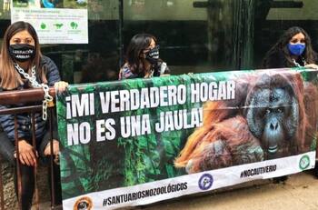 Activistas se encadenaron a una jaula de un orangután y exigieron su liberación
