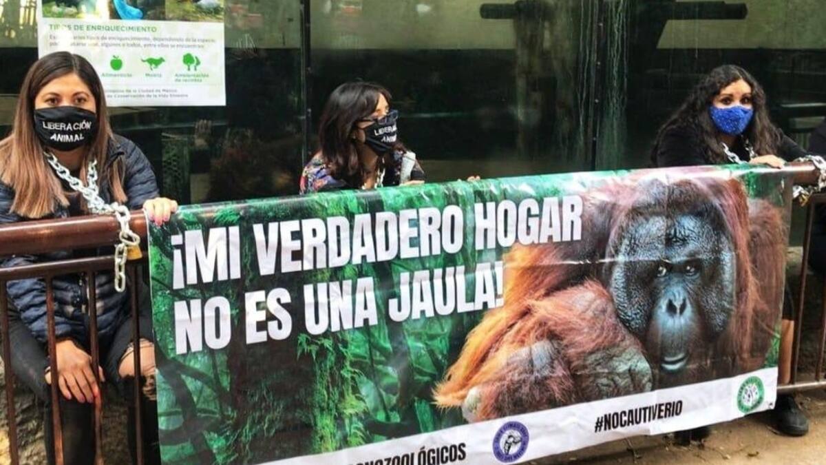 Activistas se encadenaron a una jaula de un orangután y exigieron su liberación