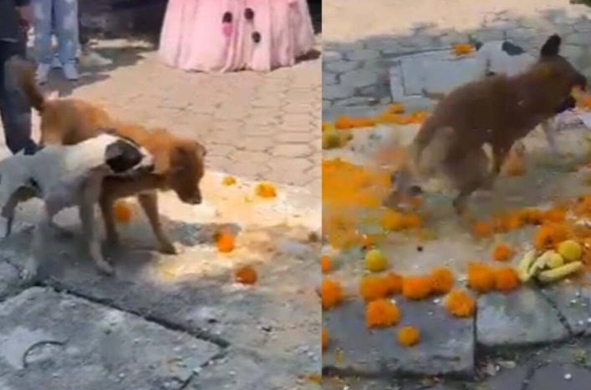 VIDEO | Perritos destruyen ofrenda de Día de Muertos en escuela y se hacen virales