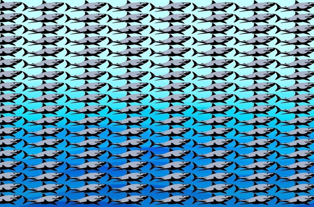 Acertijo visual: Encuentra a los peces en tan sólo 40 segundos