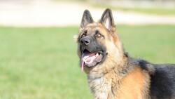 VIDEO VIRAL| Perrito hace sonar las campanas de la iglesia y se hace viral