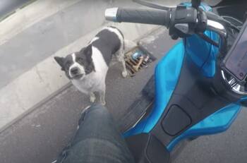 Todo un héroe: Motociclista protegió y ayudó a llegar a un lugar seguro a un perro que estaba perdido