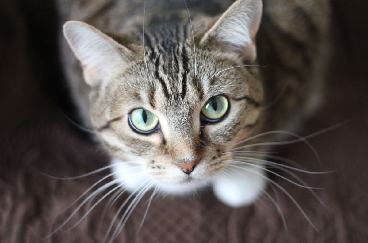 Estas son 8 curiosidades de los gatos ¡No podrás creerlas!