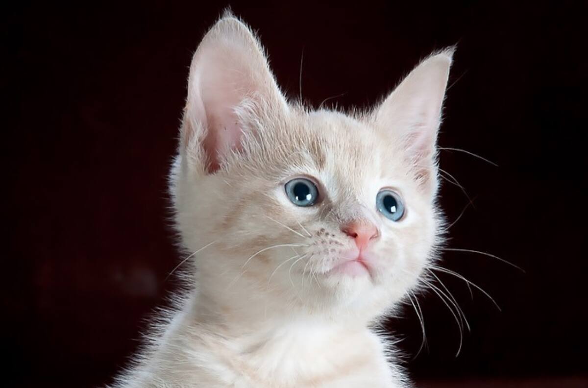 Video viral: Tiernos gatitos toman un baño y se vuelven virales