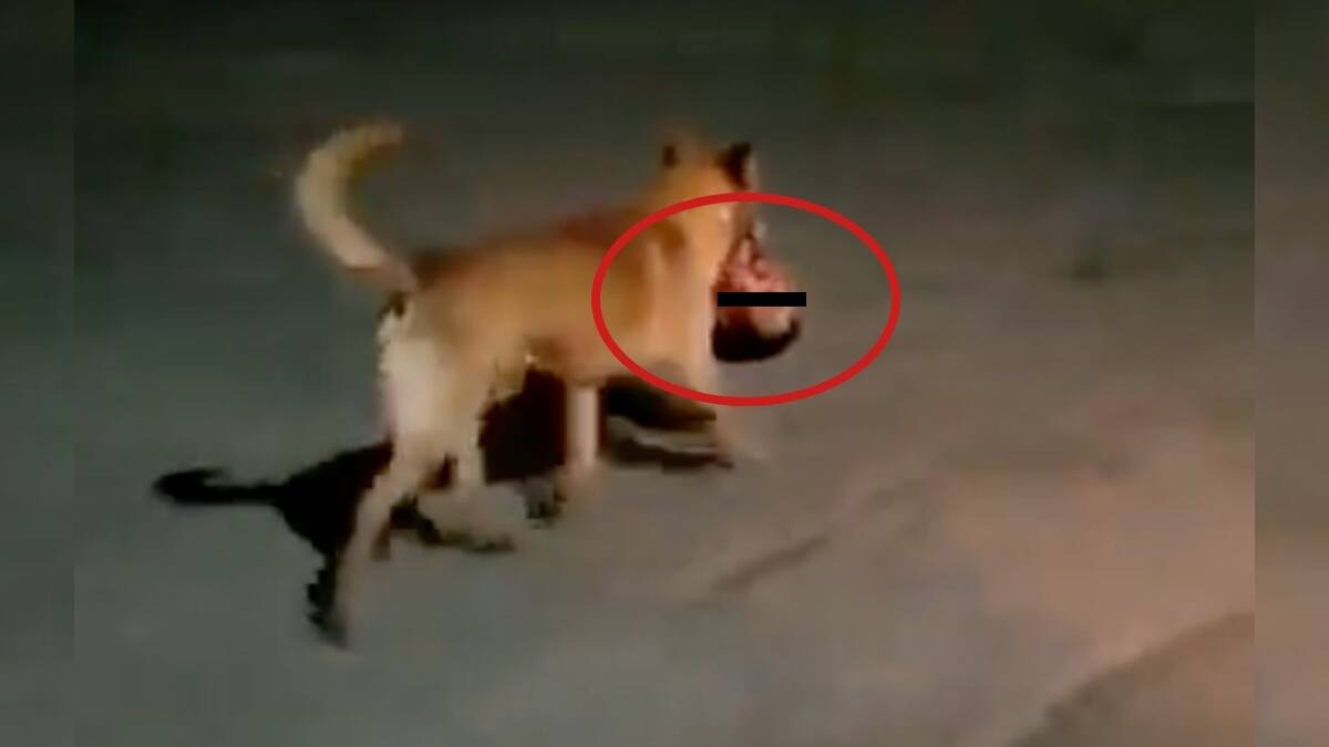 VIDEO | Perrito pasea con cabeza humana en el hocico en Zacatecas