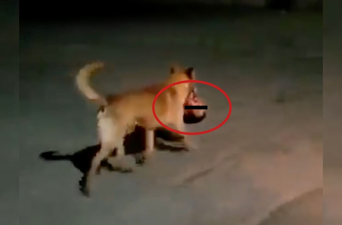 VIDEO | Perrito pasea con cabeza humana en el hocico en Zacatecas