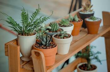 ¿Cuál es mi planta de la suerte para esta primavera según mi signo zodiacal?