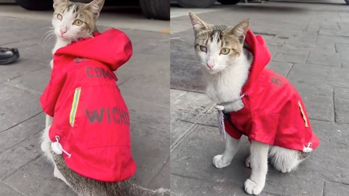 VIDEO | Bomberos de la CDMX presentaron a un nuevo integrante, es un tierno gatito llamado Wicho