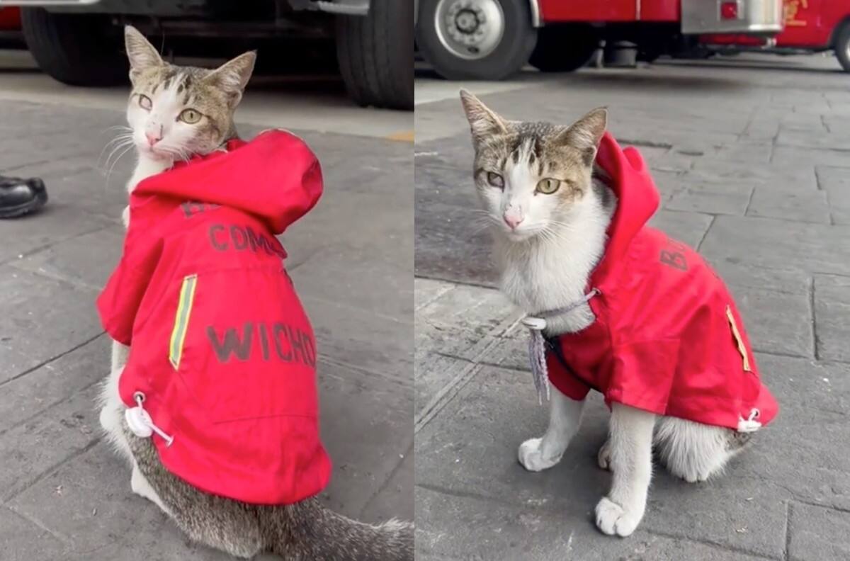 VIDEO | Bomberos de la CDMX presentaron a un nuevo integrante, es un tierno gatito llamado Wicho