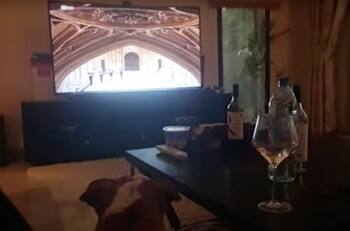 Video: Perrita aulló y lloriqueó mientras veía el funeral de Felipe de Edimburgo