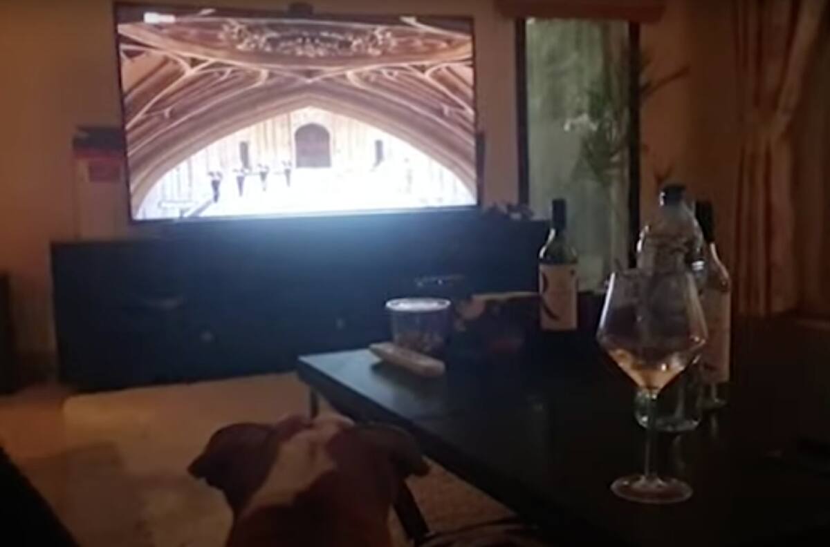 Video: Perrita aulló y lloriqueó mientras veía el funeral de Felipe de Edimburgo