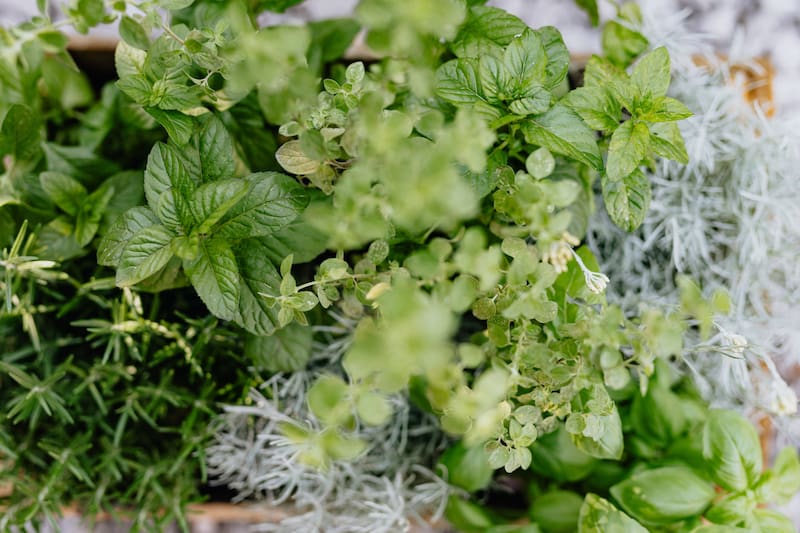Estas plantas medicinales además te quitará "el mal de ojo".