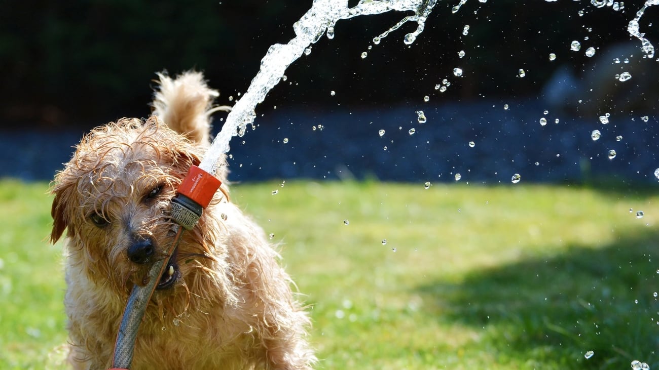 Perrito jugando con agua