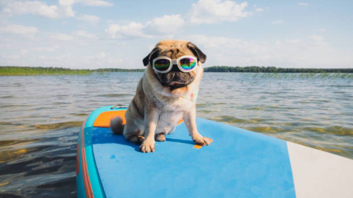 Estos son 5 datos curiosos sobre los perritos ¡Los amamos!