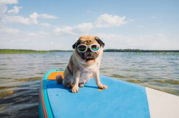 Estos son 5 datos curiosos sobre los perritos ¡Los amamos!