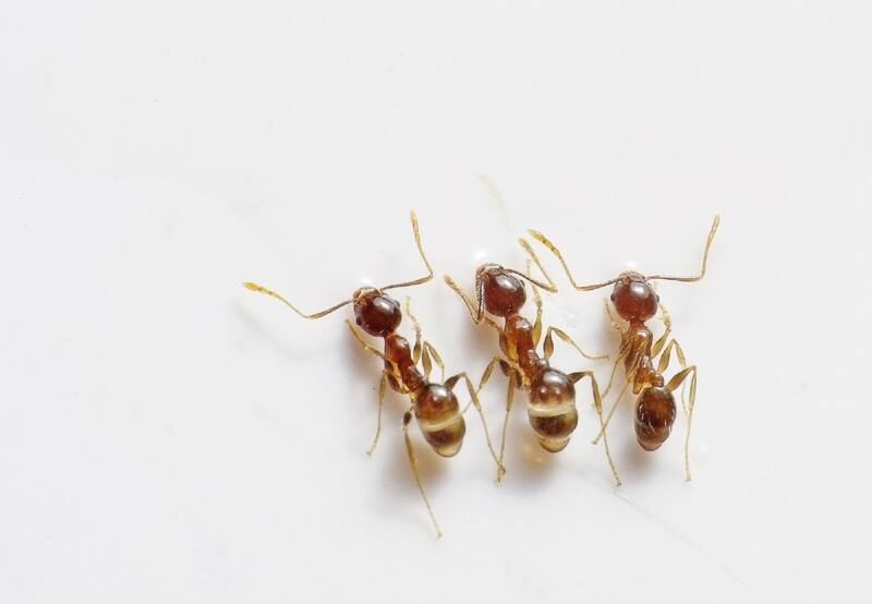 Controlar las plagas de hormigas puede resultar todo un desafío, sobre todo si tienes mascotas que pueden inhalar accidentalmente productos tóxicos | Befunky