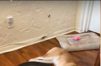 Video viral: perro dormilón fue despertado abruptamente por una aspiradora automática