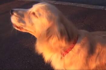 Vídeo: Perro conquista las redes al imitar sonido de sirena