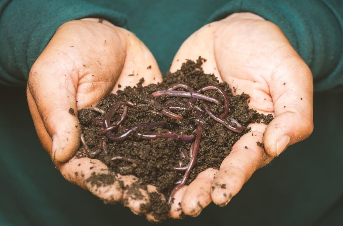 Consejos de salud: Conoce los beneficios de incluir insectos en tu dieta