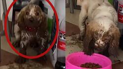 VIDEO | Perrito ensucia de lodo la casa de su dueña y se vuelve viral