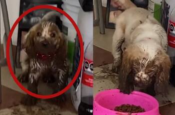 VIDEO | Perrito ensucia de lodo la casa de su dueña y se vuelve viral