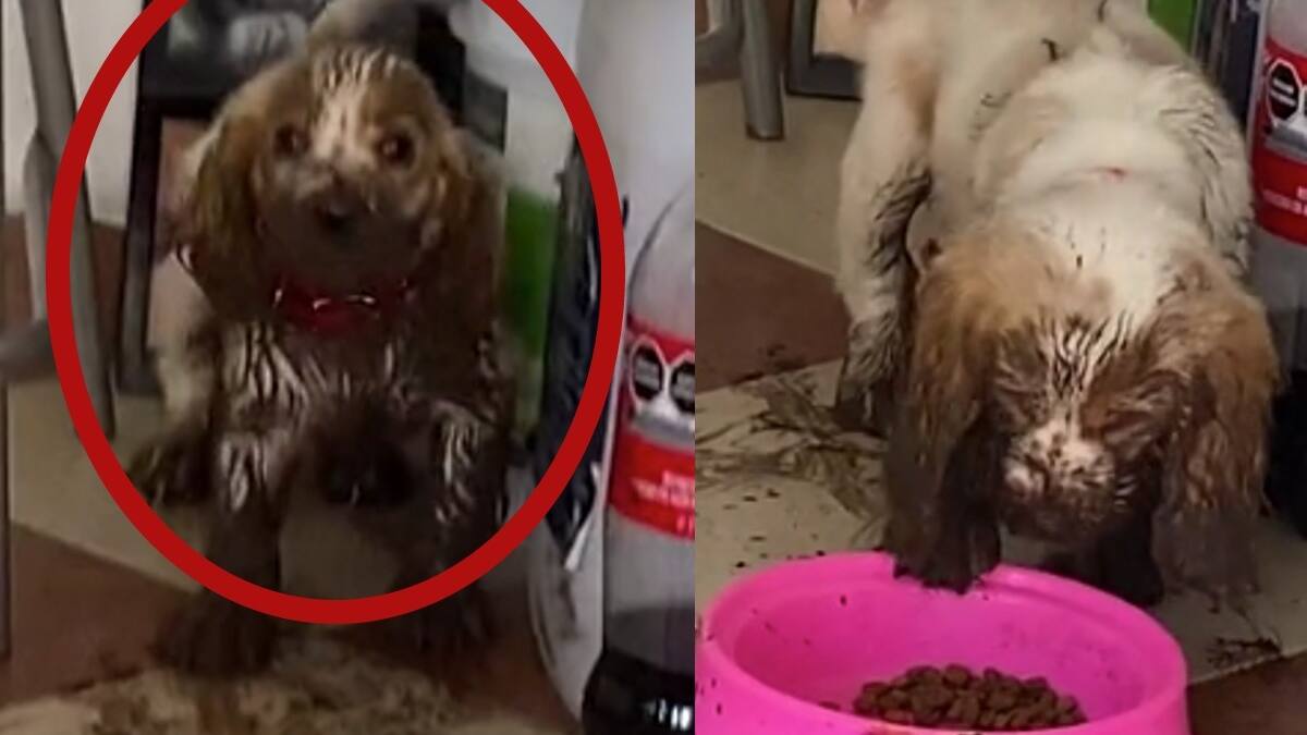 VIDEO | Perrito ensucia de lodo la casa de su dueña y se vuelve viral