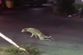Perro callejero se burla de la gente al fingir estar paralítico