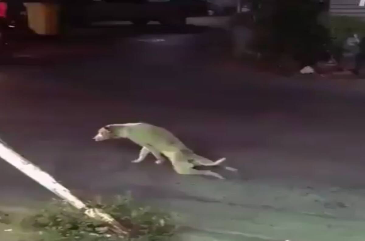 Perro callejero se burla de la gente al fingir estar paralítico