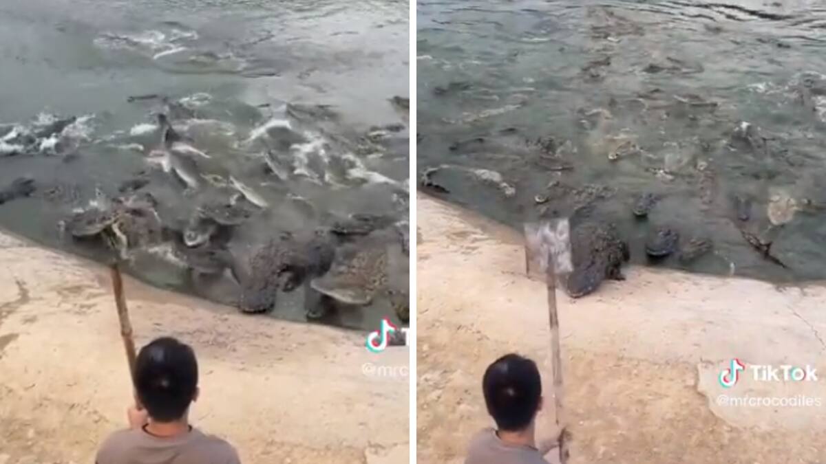 VIDEO| Hombre le pega en la cabeza a cocodrilo y se viraliza