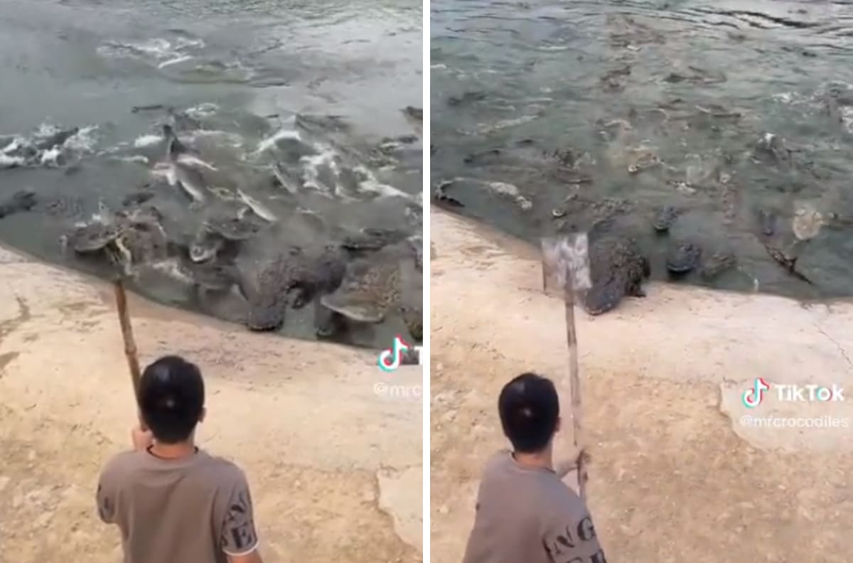 VIDEO| Hombre le pega en la cabeza a cocodrilo y se viraliza