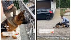 VIDEO | Mira la tierna reacción de este perrito al ver a su dueño después de tres años
