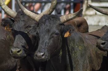 VIDEO: Toro salta a la grada en plena corrida en Colima