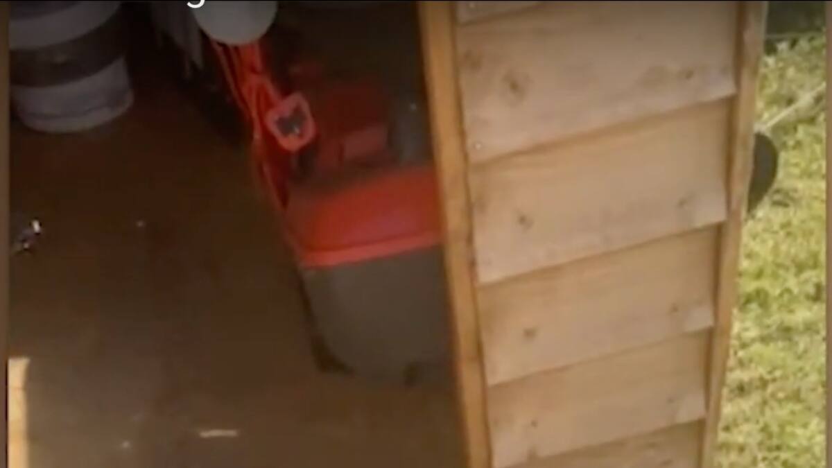 Video: gatitos vecinos se convirtieron en mejores amigos durante el confinamiento