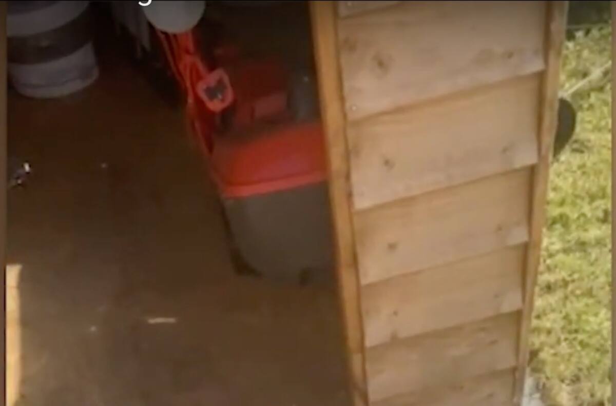 Video: gatitos vecinos se convirtieron en mejores amigos durante el confinamiento