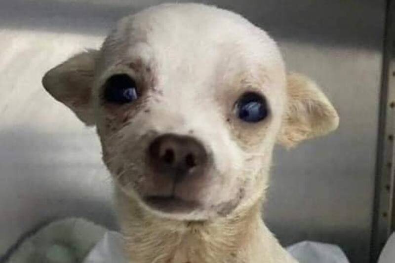 El perrito fue sometido a una operación y se estaba recuperando, pero falleción.