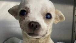 Pinky: Así despidieron al perrito en redes sociales tras su muerte